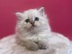 magnifique chaton sib&eacute;rien a donner 