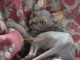 magnifique chaton sphynx disponible 