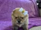 magnifique chiot spitz allemand 