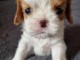 b&eacute;b&eacute; chiot cavalier king charle disponible 