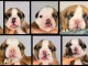 magnifique chiot bulldog anglais 