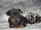 chiot pinscher nain disponible 