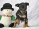 annonce chiot pinscher nain 