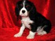 magnifique chiot Cavalier King Charle pour l