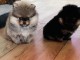 chiot spitz allemand &agrave; vendre 