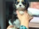 adorable chiot cavalier king charle femelle 