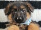 chiot berger allemand disponible 