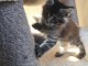 adorable chaton Maine coon femelle 