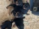 b&eacute;b&eacute; chiot rottweiler &agrave; donner 