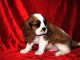 Magnifique chiot cavalier king charle femelle a donner 