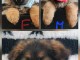 Je donne des chiots berger allemand 