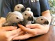 Adoption perroquet gris du Gabon 