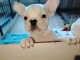 Chiot bouledogue fran&ccedil;ais &agrave; donner 