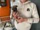 B&eacute;b&eacute; chiot bouledogue fran&ccedil;ais &agrave; donner 