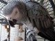Perroquet gris du Gabon pour adoption 