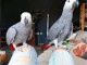 Coupl&eacute; perroquet gris du Gabon pour adoption 