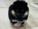 Je vends chiot spitz allemand 3000&euro;