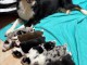 B&eacute;b&eacute; chiot berger australien pour saillie 