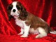 Magnifique chiot cavalier king charle femelle 