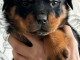 Chiot rottweiler &agrave; donner 
