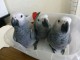 Je donne perroquet gris du Gabon m&acirc;le et femelle 