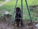adorable chiot berger allemand disponible 