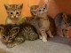 chaton Savannah disponible pour adoption 