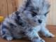 chiot spitz nain pour compagnie 
