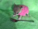 je donne chiot chihuahua femelle 