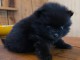 magnifique chiot spitz nain disponible 