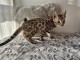 Magnifique chaton Savannah disponible 