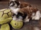 Chiot Shih Tzu a donner 