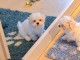 Je donne chiot bichon disponible 