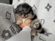 Magnifique chiot spitz allemand 