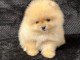 Je donne chiot Spitz allemand 