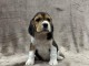 Magnifique chiot beagle disponible 