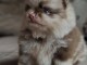 Chiot spitz nain femelle pour adoption 
