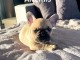 B&eacute;b&eacute; chiot bouledogue fran&ccedil;ais &agrave; donner 