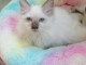 Chaton Sacr&eacute; de Birmanie &agrave; adopter urgent 