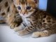 &agrave; partir chaton Bengal disponible 