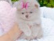 Chiot spitz nain Pom&eacute;ranie merle disponible de suite 