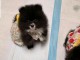 Magnifique chiot spitz nain &agrave; vendre 