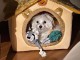 Chiot bichon maltais disponible pour adoption 