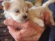 Je donne chiot bichon maltais 