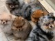 Dons chiot spitz nain disponible 