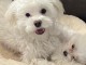 Je donne chiot bichon maltais 