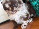 Adorable chiot spitz nain disponible 