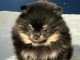 B&eacute;b&eacute; chiot spitz nain disponible 