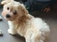 Chiot bichon maltais &agrave; donner 
