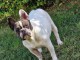 Magnifique chiot bouledogue fran&ccedil;ais disponible 